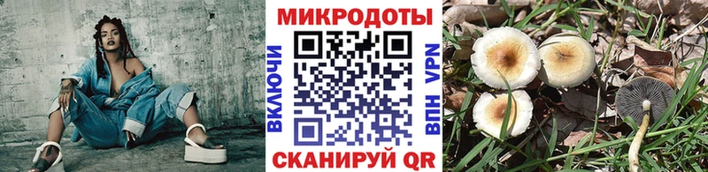 Псилоцибиновые грибы Psilocybe  Бирюч 